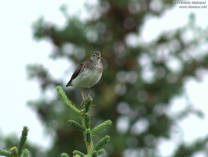 Solitary Sandpiperadult breeding