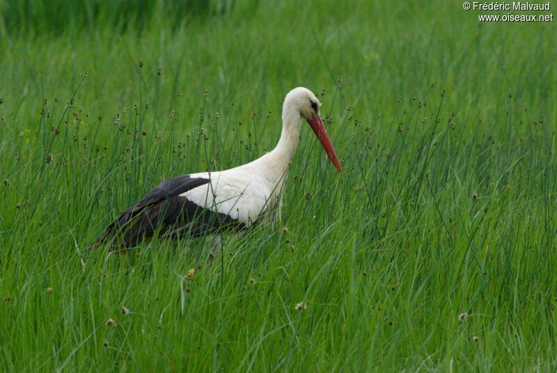 Cigogne blancheadulte nuptial