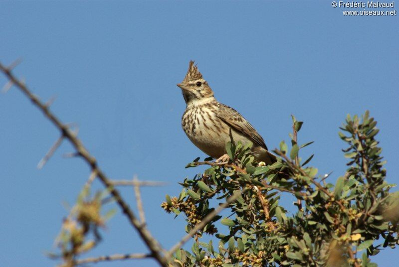 Thekla's Larkadult breeding