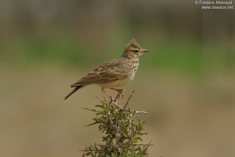 Thekla's Larkadult breeding