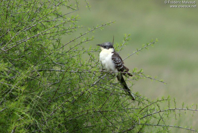 Great Spotted Cuckooadult breeding