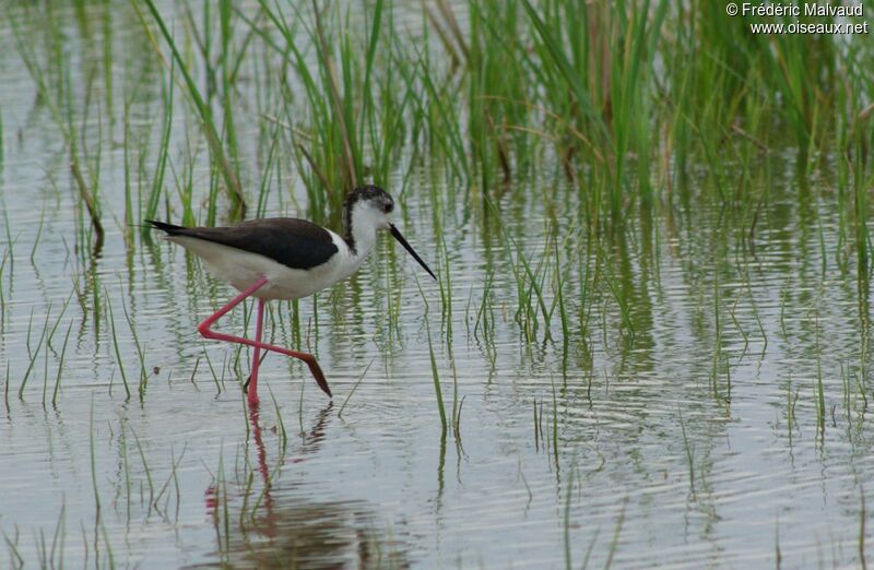 Black-winged Stiltadult breeding