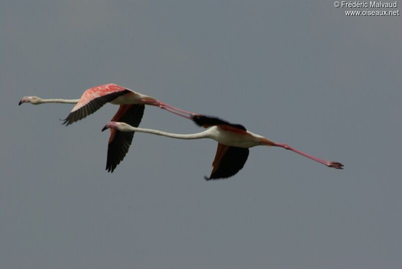 Flamant roseadulte nuptial