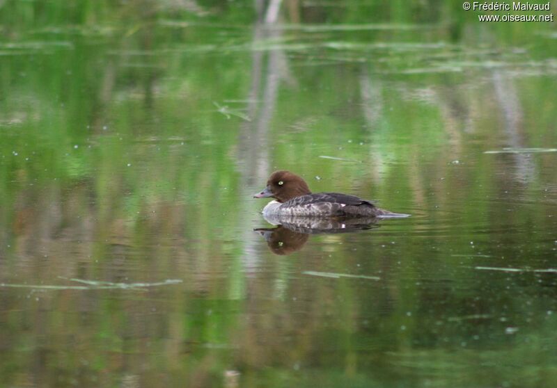 Barrow's Goldeneye female adult breeding, identification