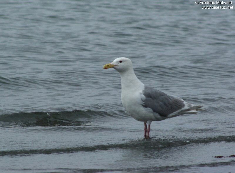 Glaucous-winged Gulladult breeding