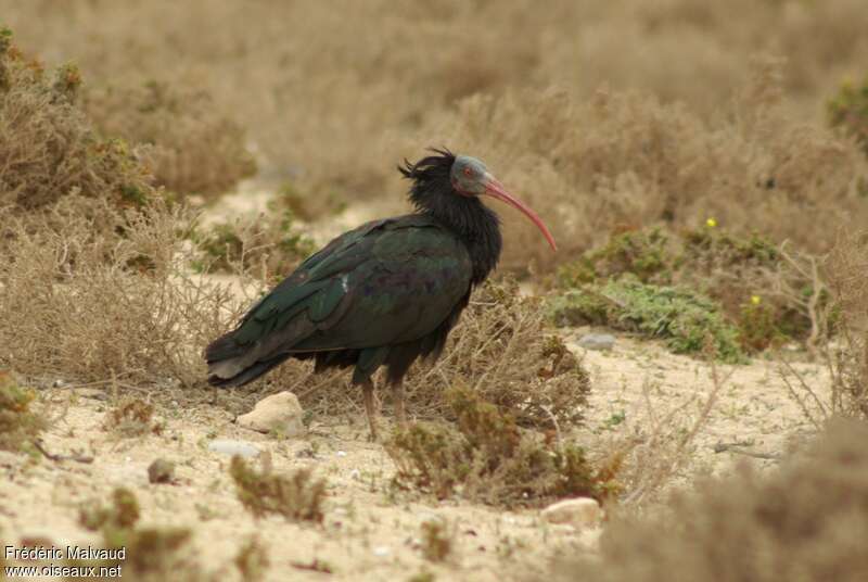 Northern Bald Ibisadult transition, identification