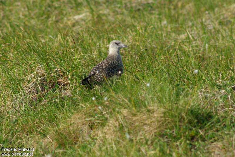 Long-tailed Jaegerjuvenile, identification