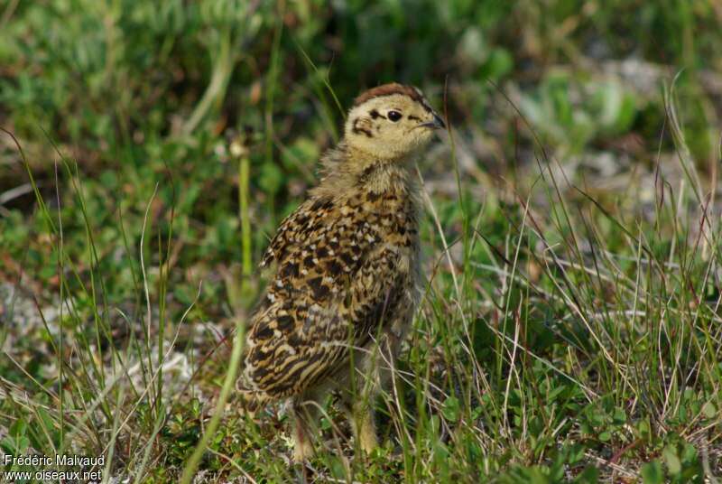 Willow PtarmiganPoussin, identification, Reproduction-nesting