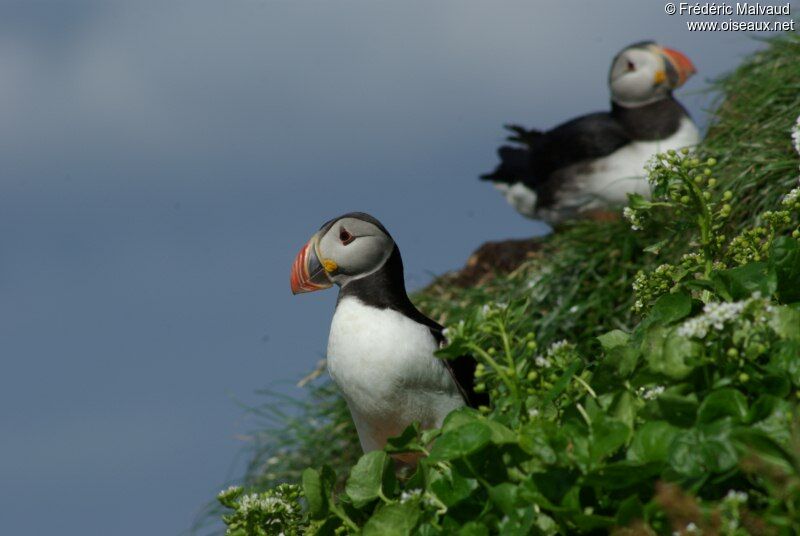 Atlantic Puffinadult breeding