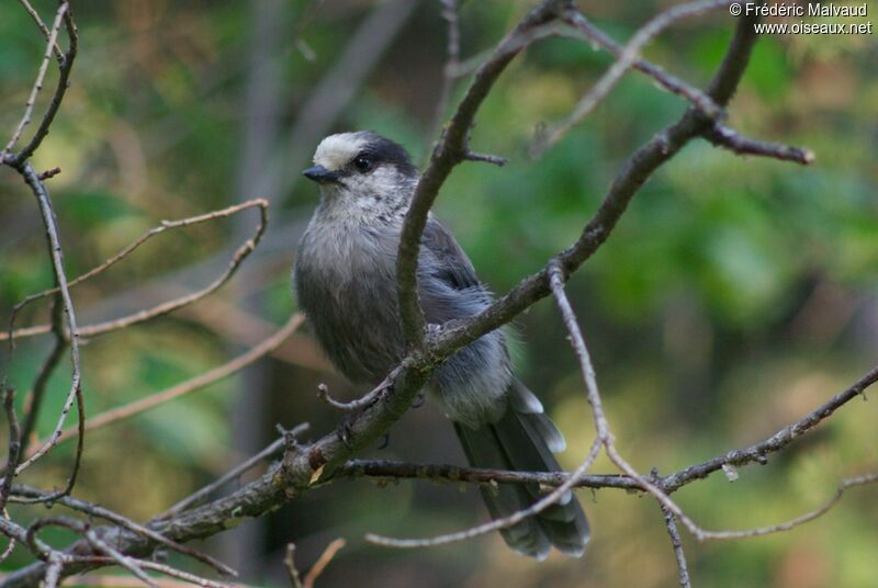 Canada Jayadult breeding