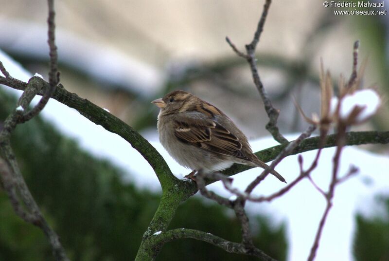 House Sparrow female