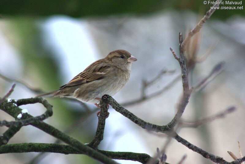 Moineau domestique femelle