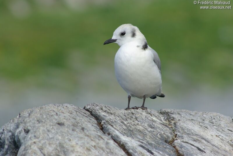 Mouette tridactyleimmature