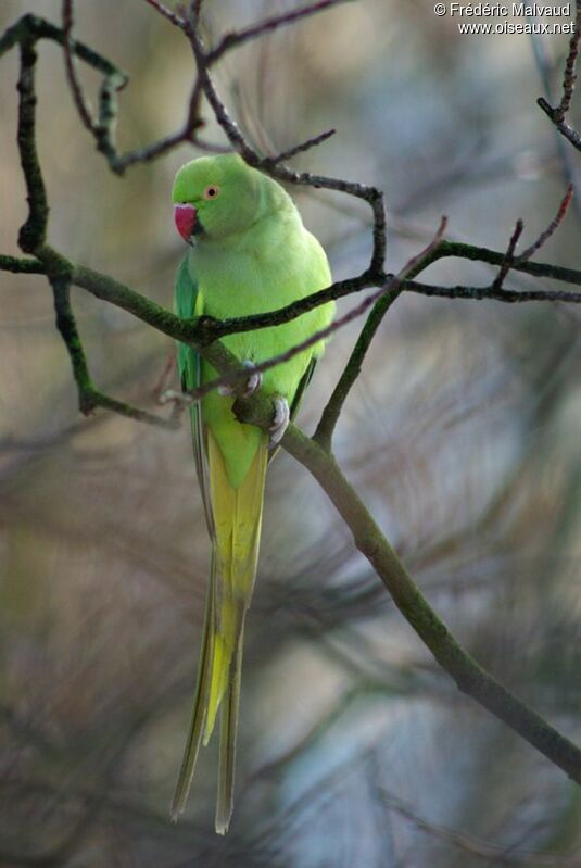 Rose-ringed Parakeet female adult