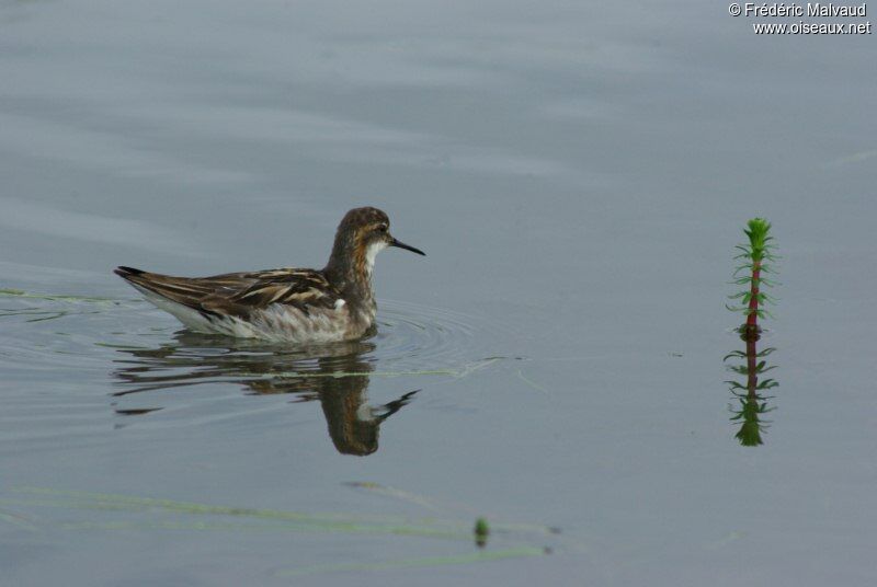 Red-necked Phalarope female adult breeding