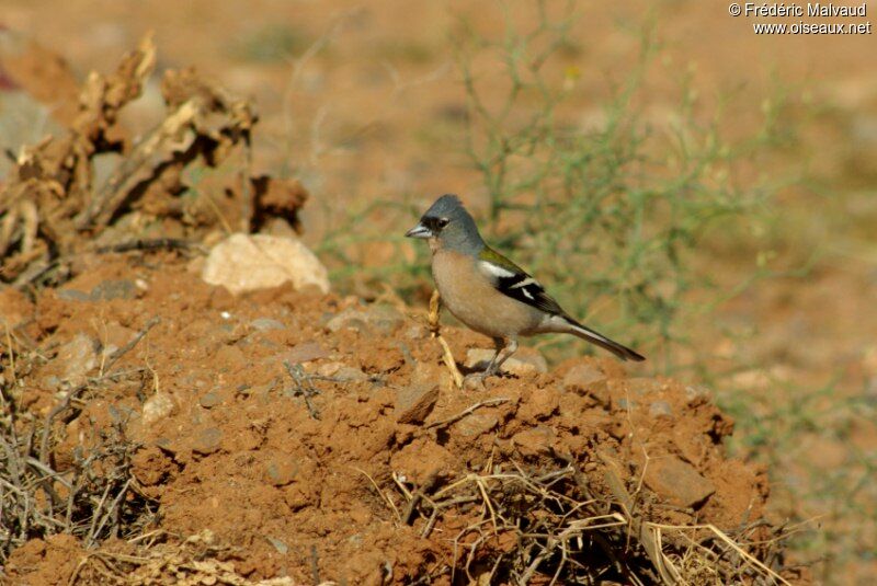 Eurasian Chaffinch male adult breeding