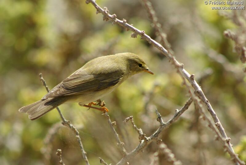 Willow Warbleradult breeding