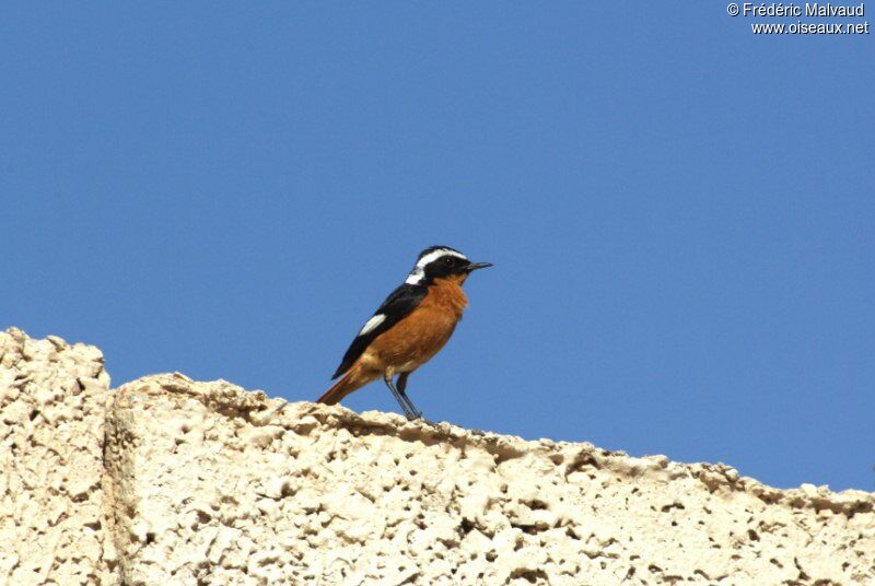 Moussier's Redstart male