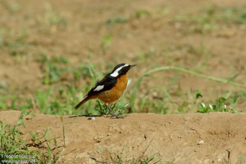 Moussier's Redstart male adult post breeding, pigmentation