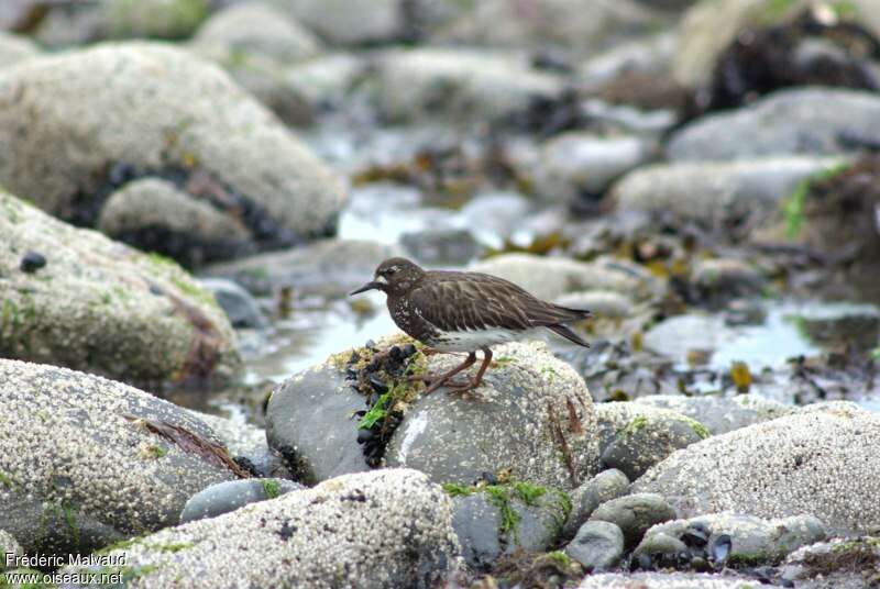 Black Turnstoneadult breeding