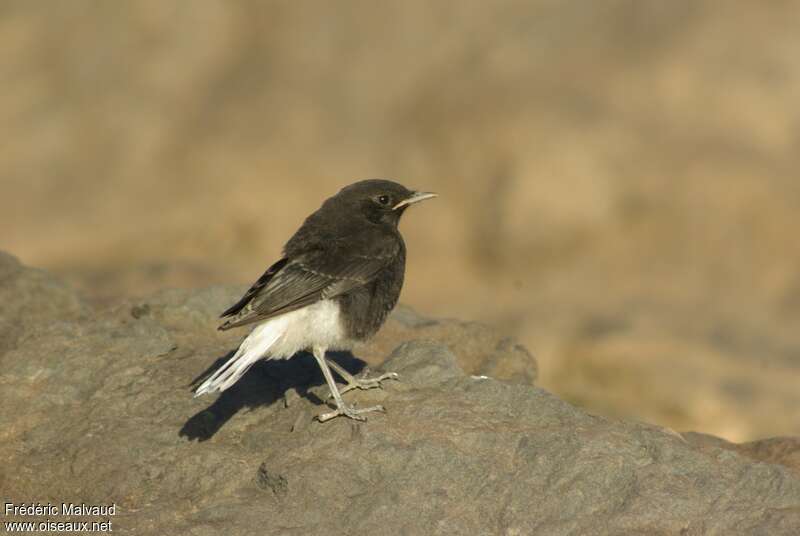 White-crowned Wheatearjuvenile, identification