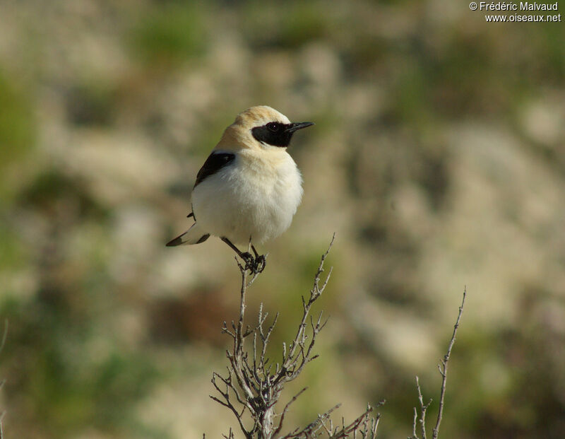 Western Black-eared Wheatear male adult breeding