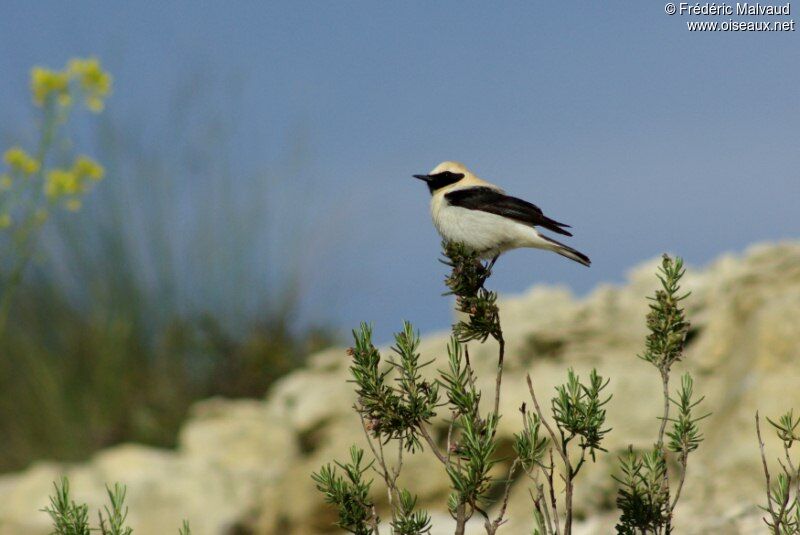 Western Black-eared Wheatear male adult breeding