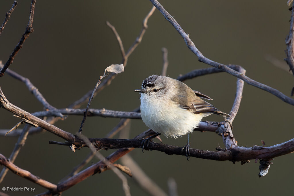 Acanthize à croupion jaune