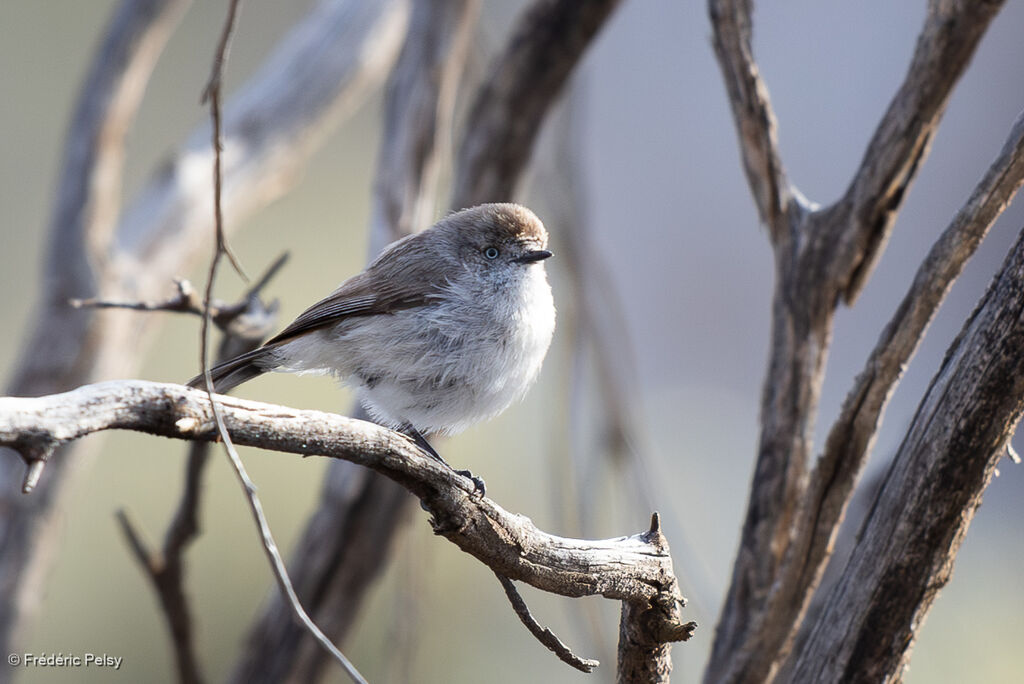 Acanthize à croupion roux