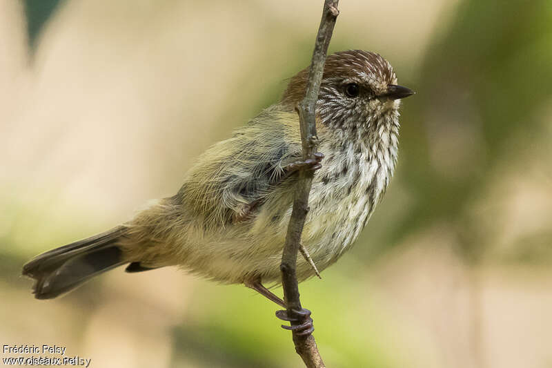 Striated Thornbill, close-up portrait, pigmentation