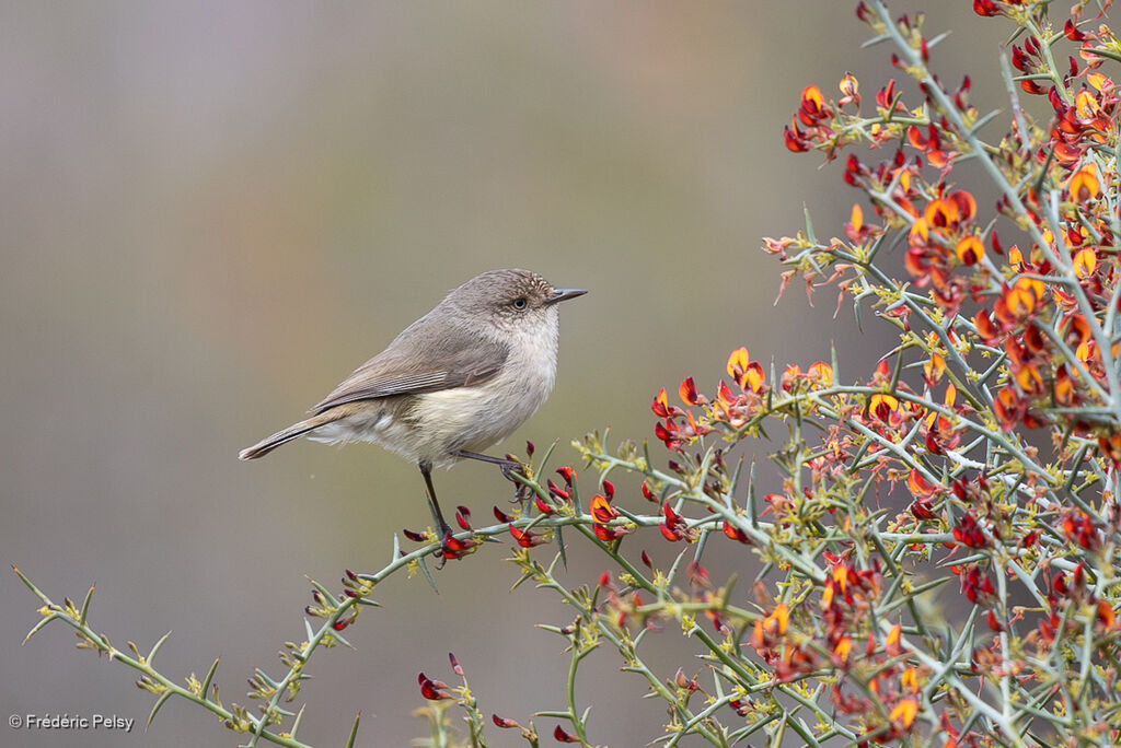 Western Thornbill