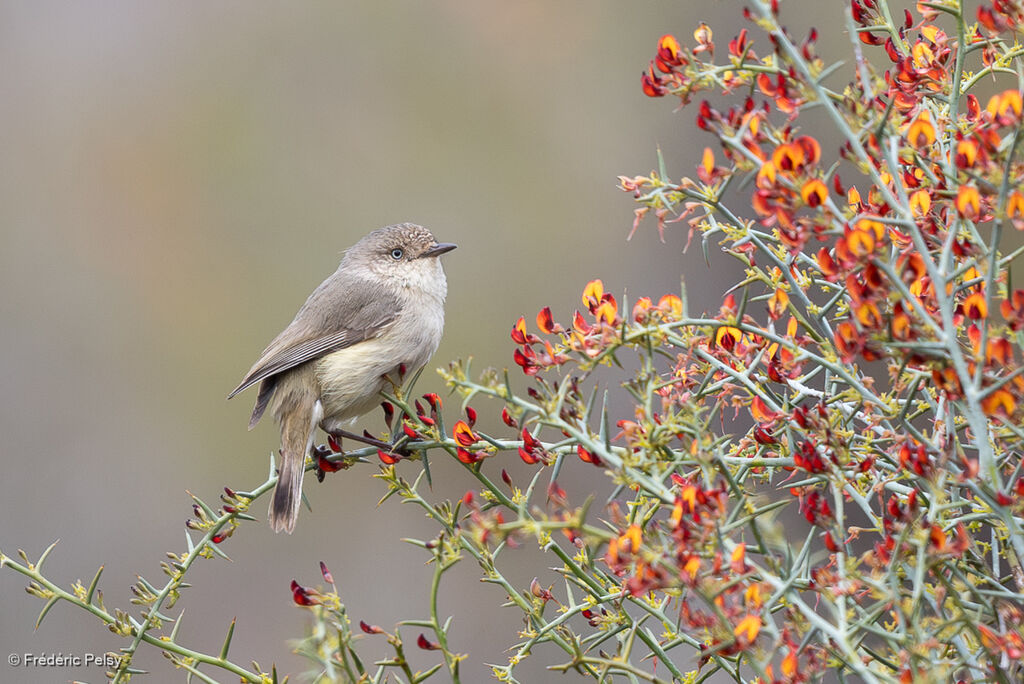Western Thornbill