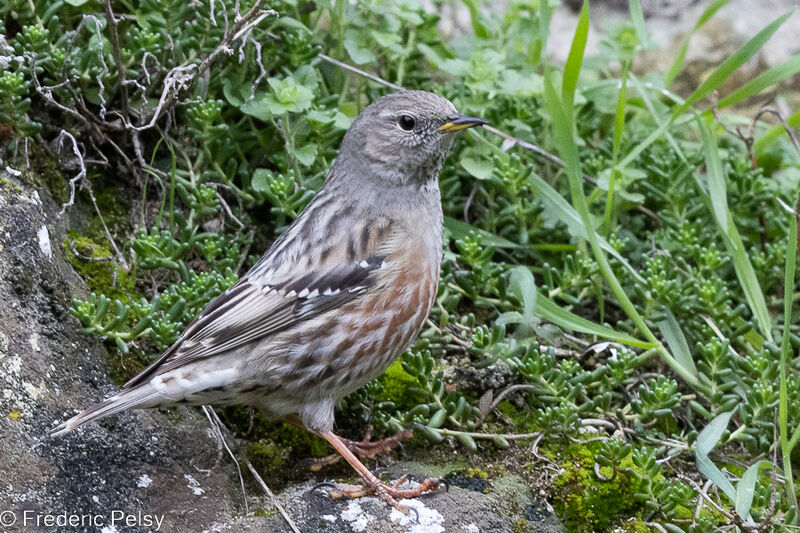 Alpine Accentor