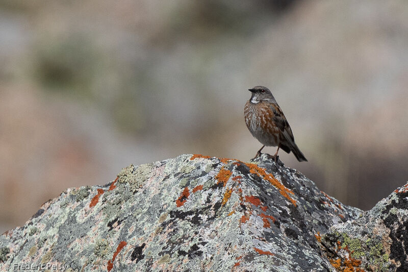 Altai Accentor