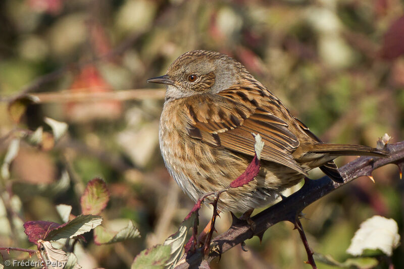 Dunnock