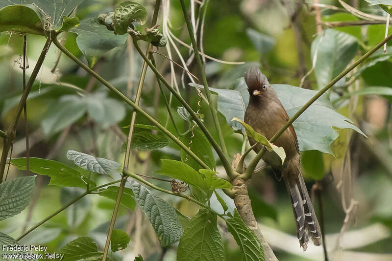 Rusty-fronted Barwingadult, habitat, Behaviour