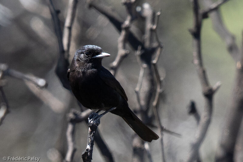 Hudson's Black Tyrant male