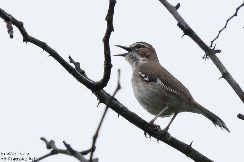 Brown Scrub Robin male adult, pigmentation, song