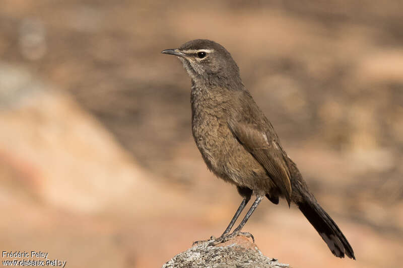 Agrobate coryphéeadulte, identification