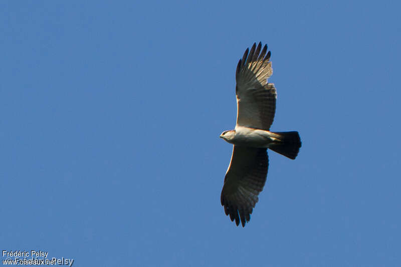 Rufous-bellied Eagleimmature, moulting, pigmentation, Flight