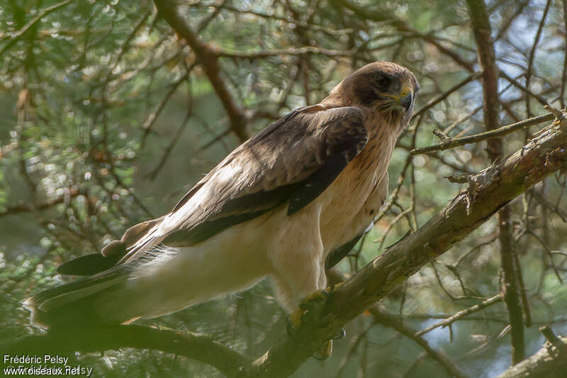 Aigle bottéjuvénile, identification