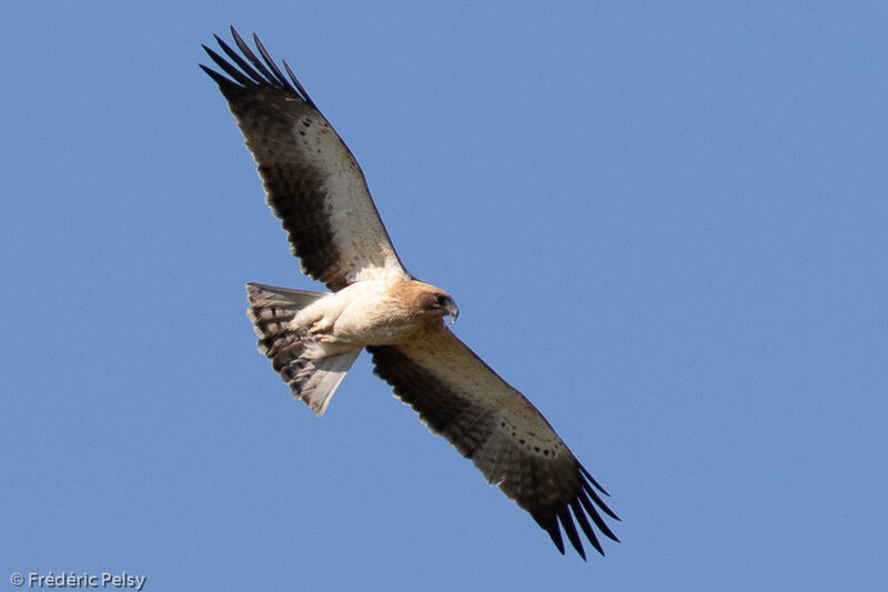 Aigle botté femelle adulte, Vol