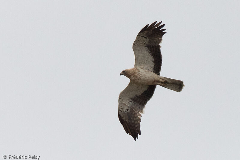 Aigle botté