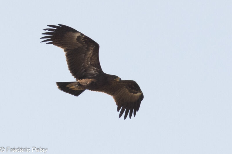 Greater Spotted Eagle, Flight