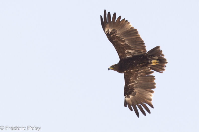 Greater Spotted Eagle, Flight