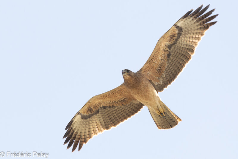 Aigle de Bonellijuvénile, Vol