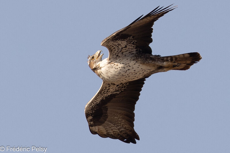 Bonelli's Eagleadult, Flight