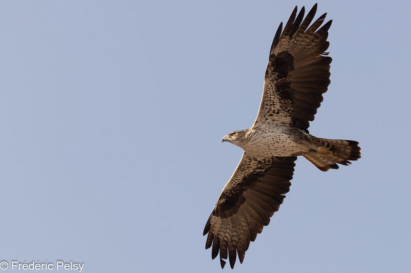 Bonelli's Eagleadult, Flight