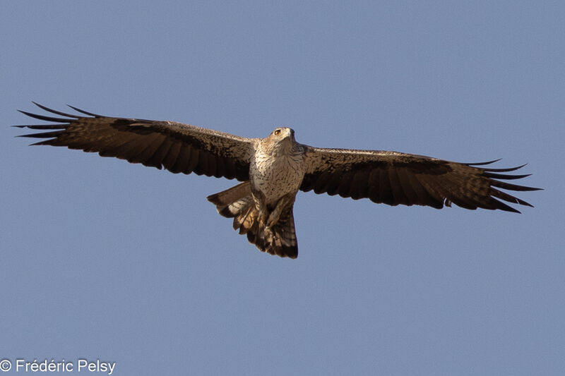 Aigle de Bonelli