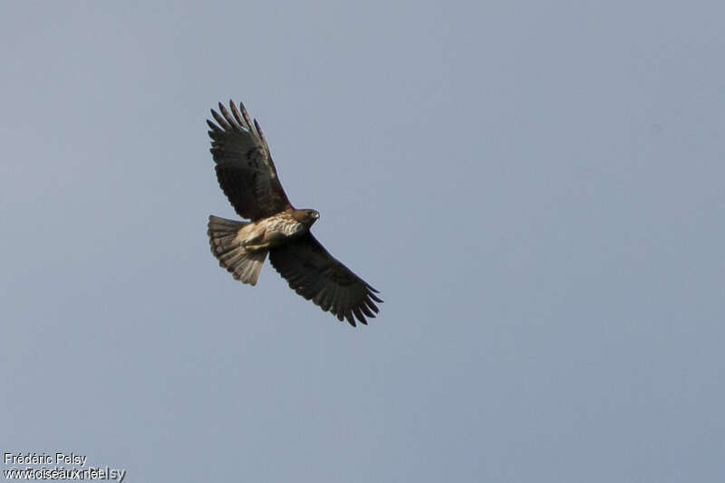 Pygmy Eagleadult, Flight